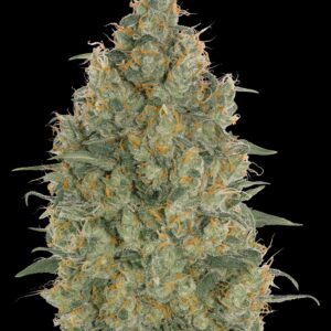 Strawberry Gum von Advanced Seeds