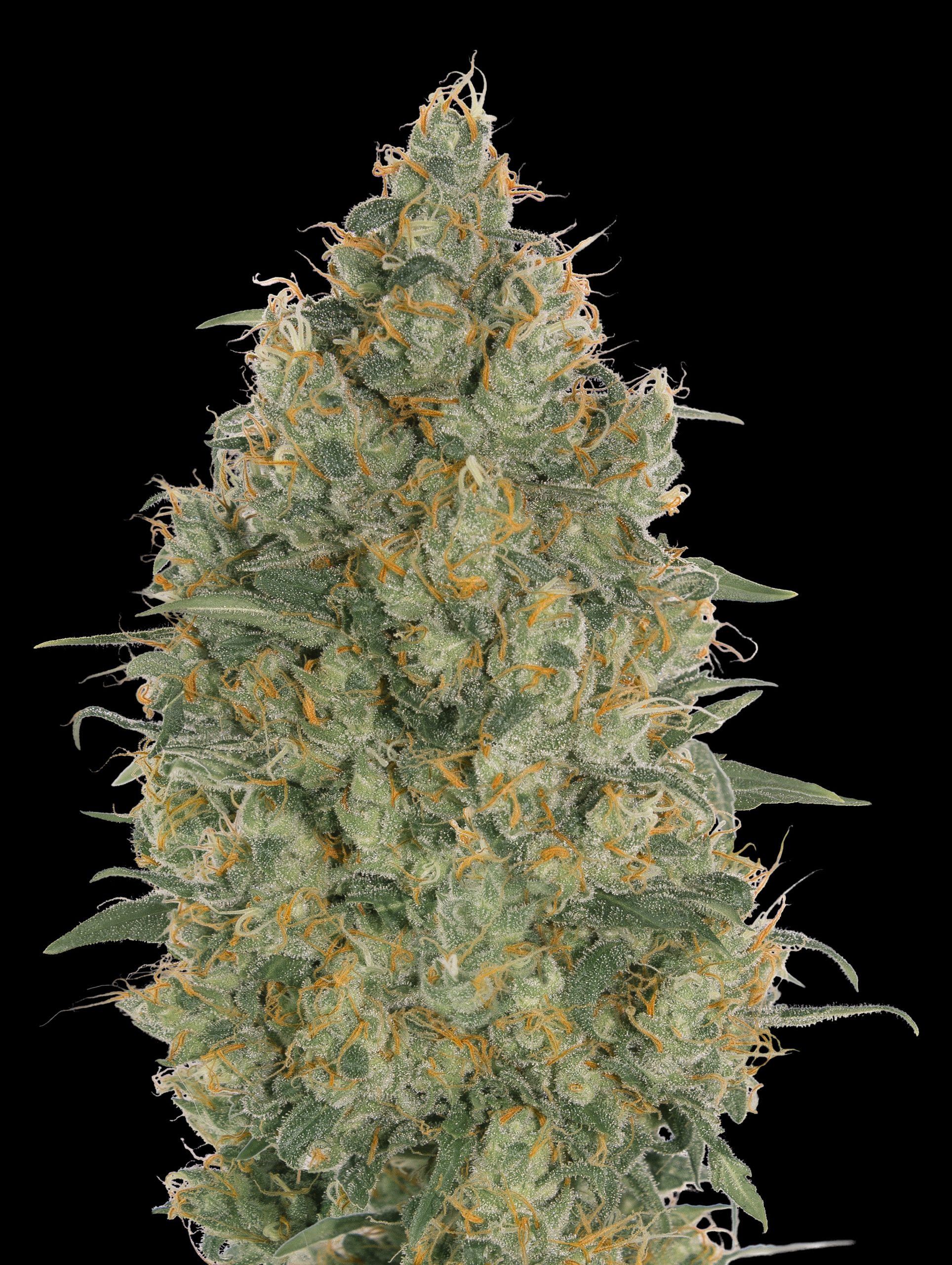 Strawberry Gum Advanced Seeds