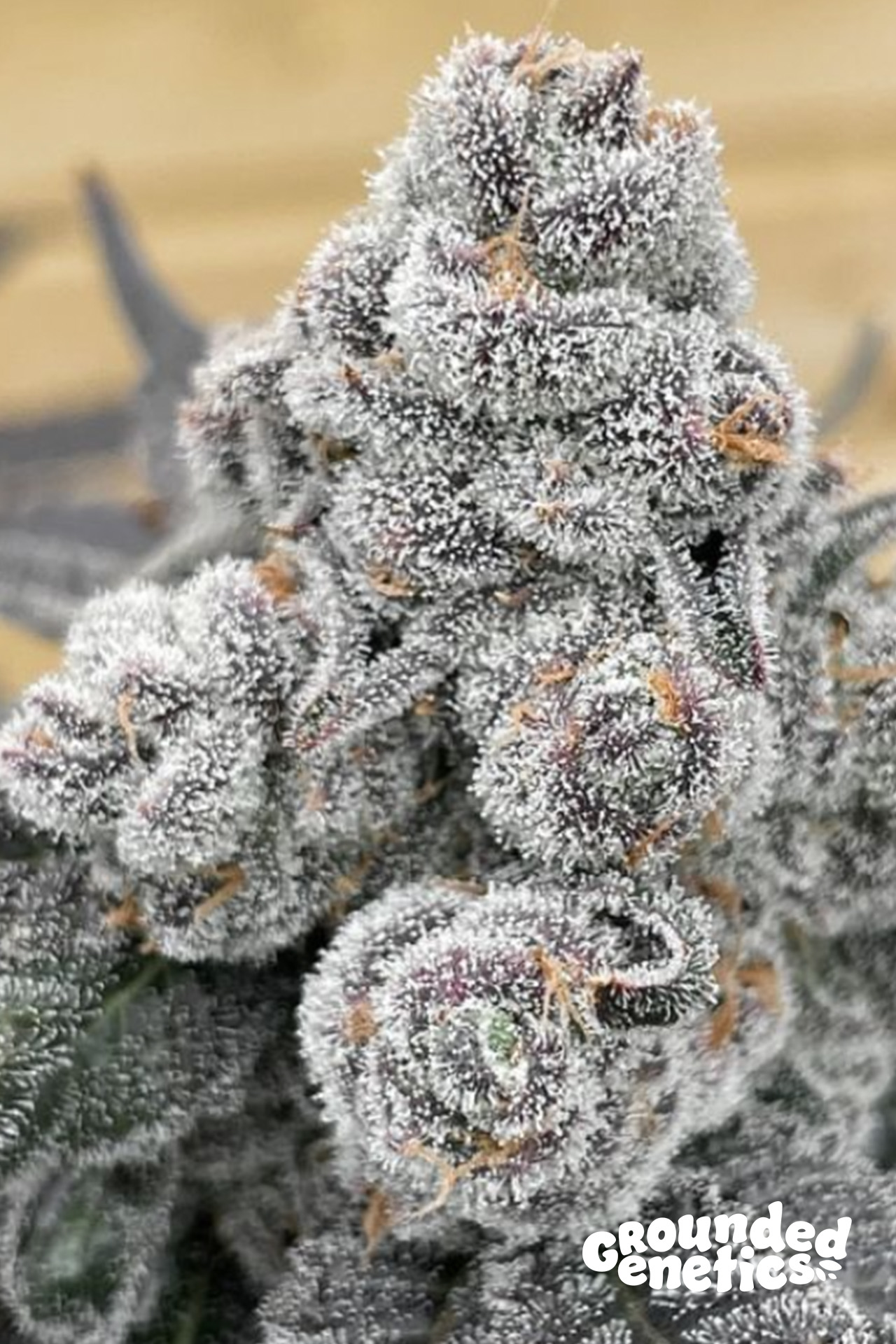 Strawberry Gummies von Grounded Genetics
