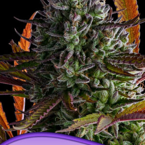 Strawberry Pop Rocks von Anesia Seeds