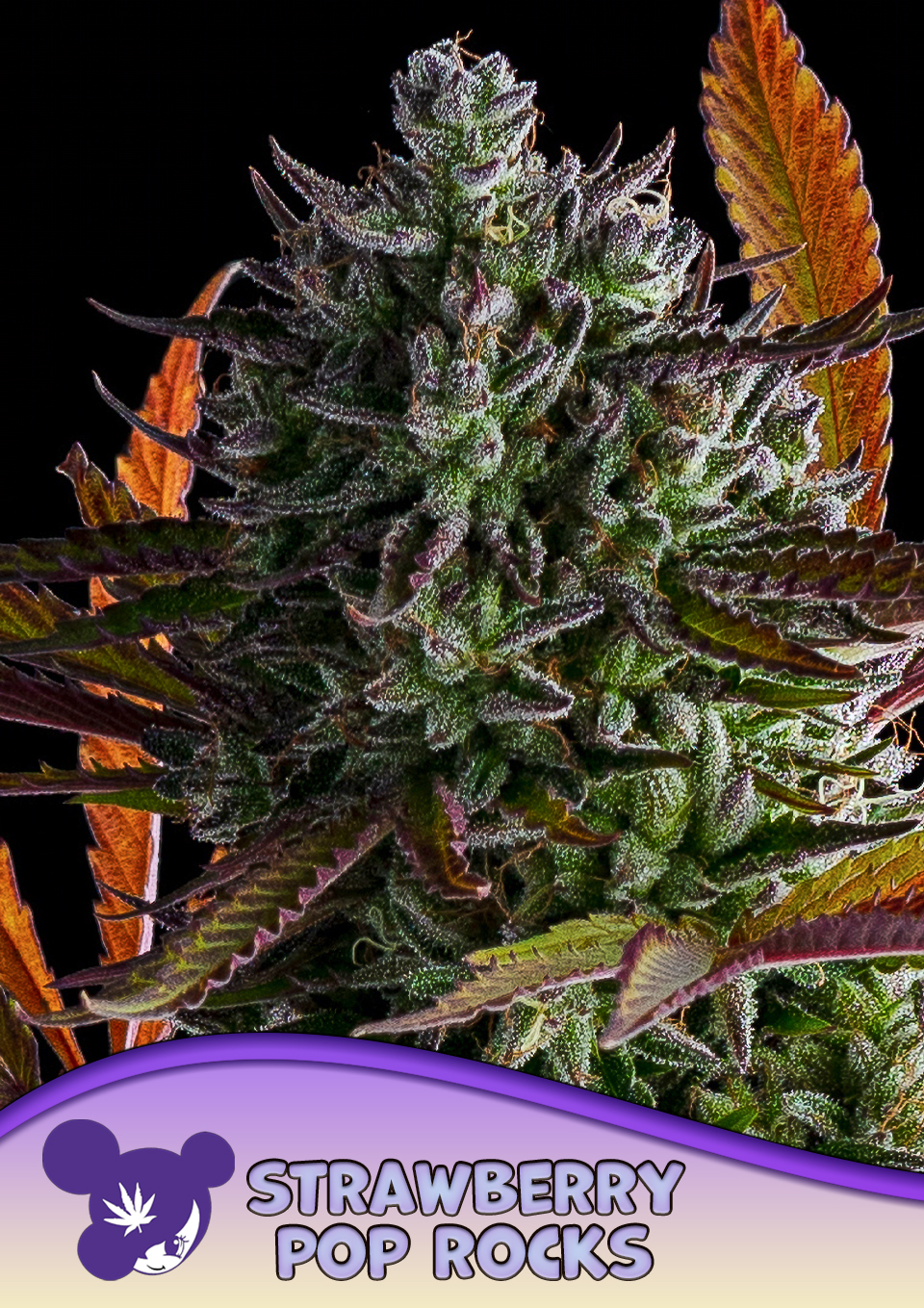 Strawberry Pop Rocks von Anesia Seeds