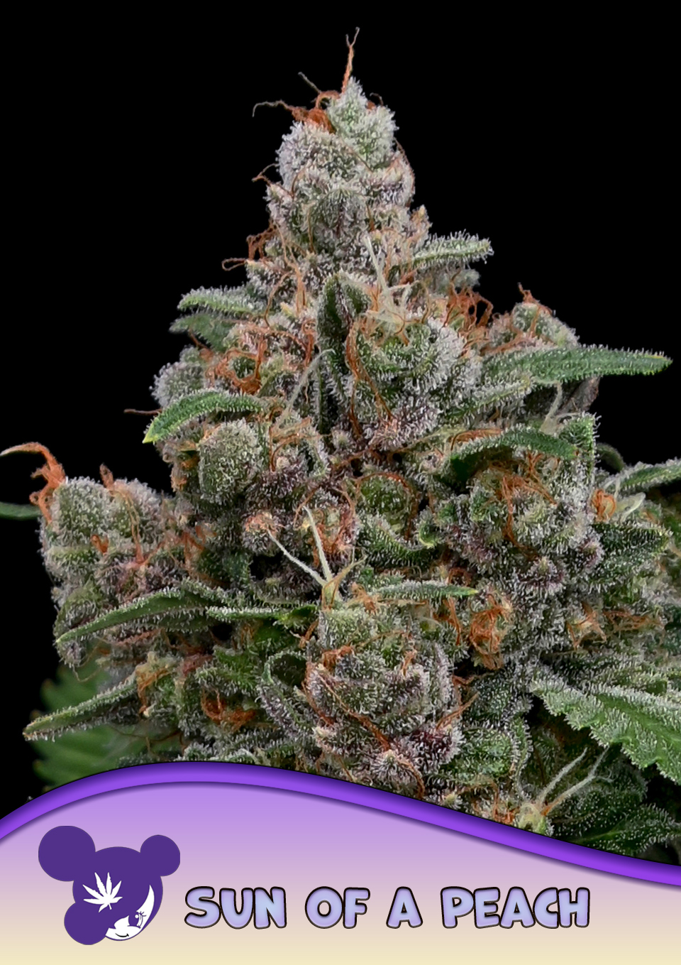 Sun of a Peach von Anesia Seeds