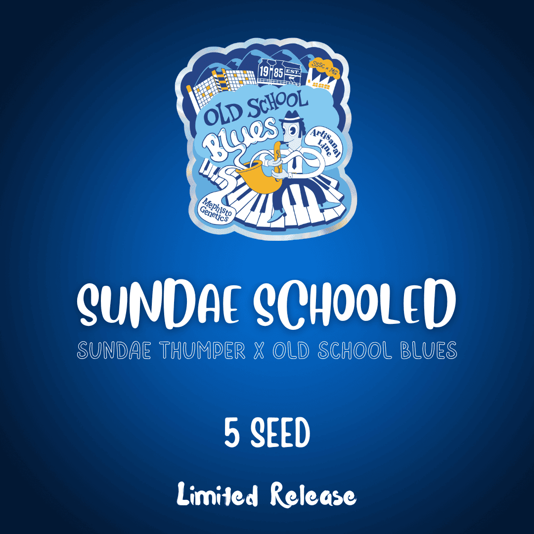sundae schooled 5er – mephisto genetics (autoflower samen)