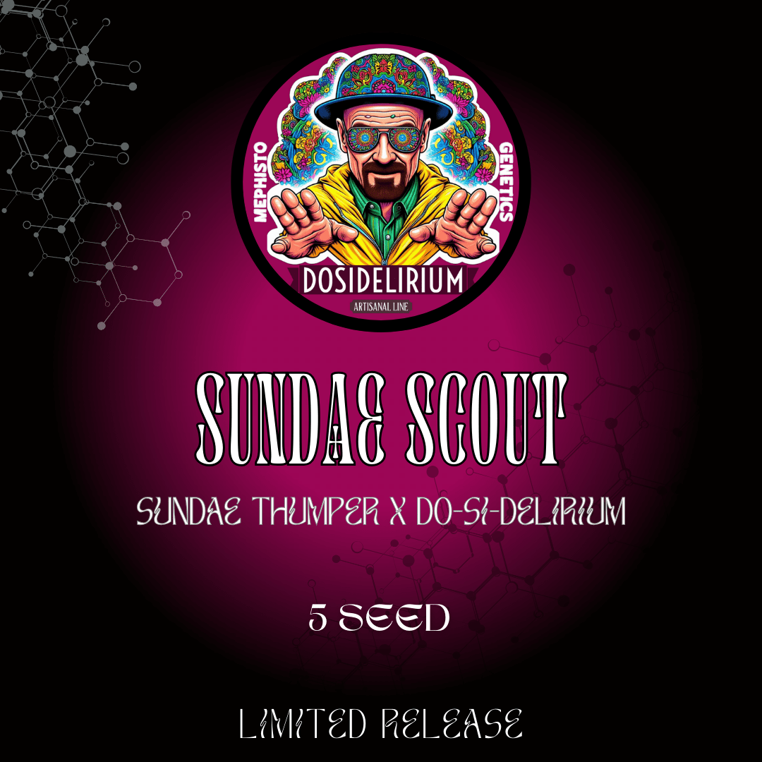 sundae scout 5er – mephisto genetics (autoflower samen)