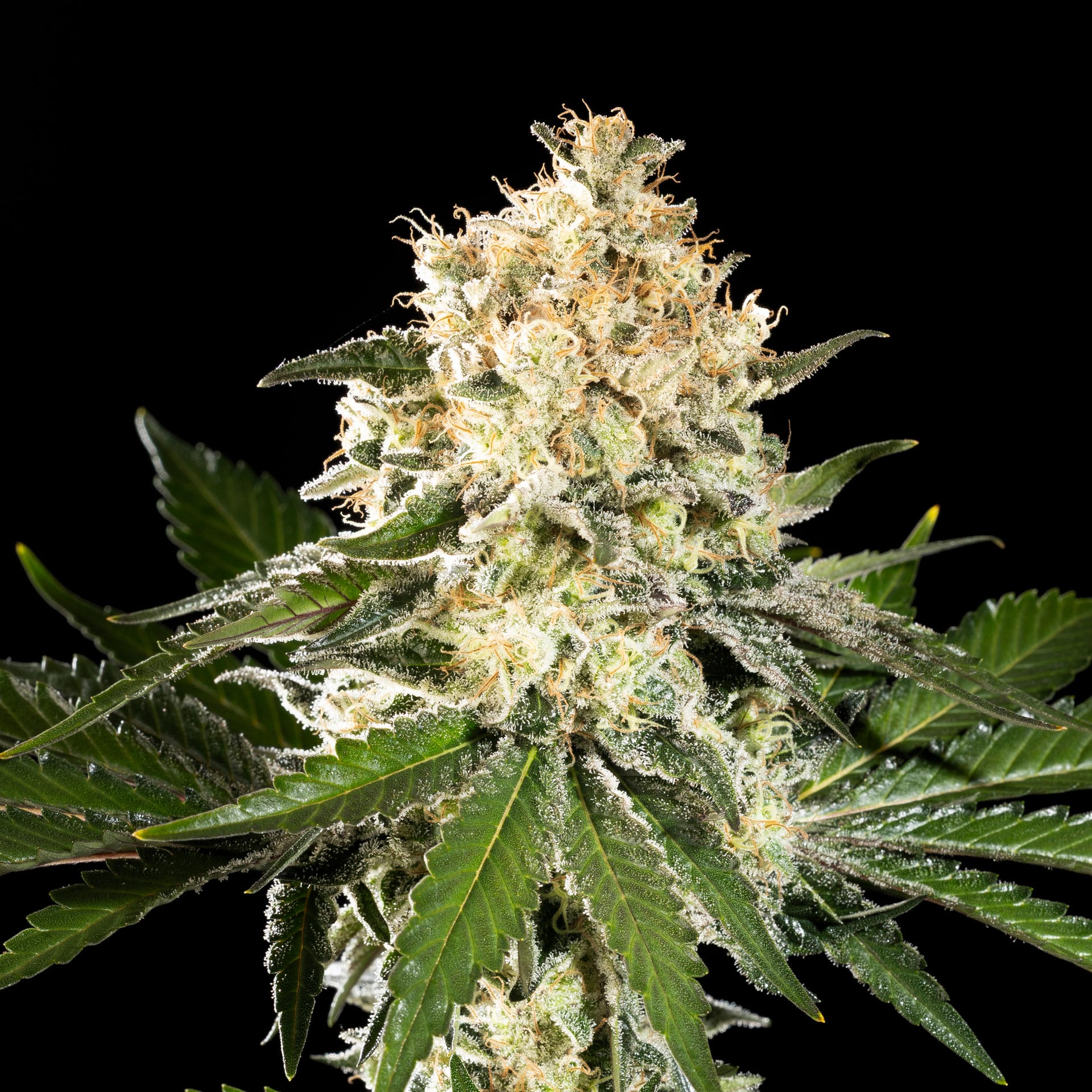 Sunset Sherbet Go Fast von Kannabia Seed Company