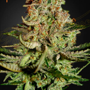Super Bud von Green House Seed Co.