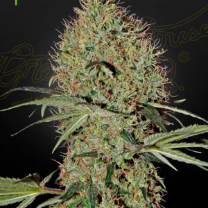 Super Bud Auto von Green House Seed Co.