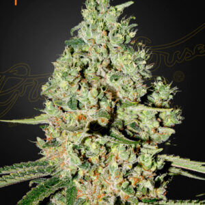 Super Critical von Green House Seed Co.