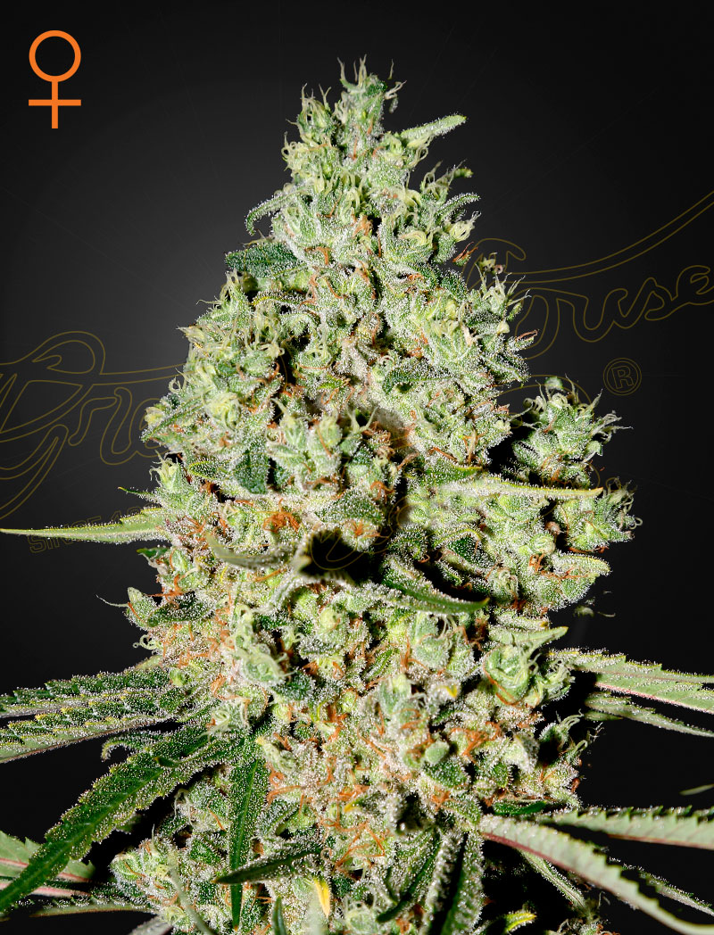 Super Critical von Green House Seed Co.