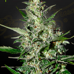 Super Critical Auto von Green House Seed Co.