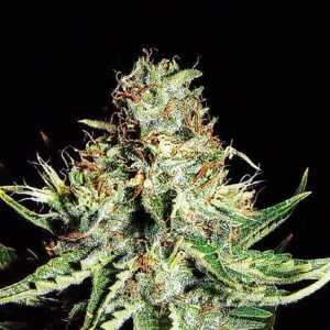 Sweet Cream XXL Auto von Expert Seeds