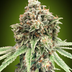Sweet Critical Fast von 00 Seeds