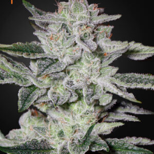 Sweet Valley Kush von Green House Seed Co.