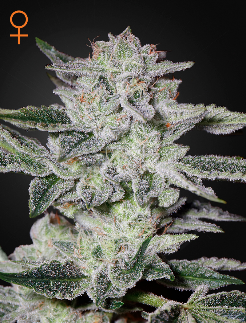 Sweet Valley Kush von Green House Seed Co.
