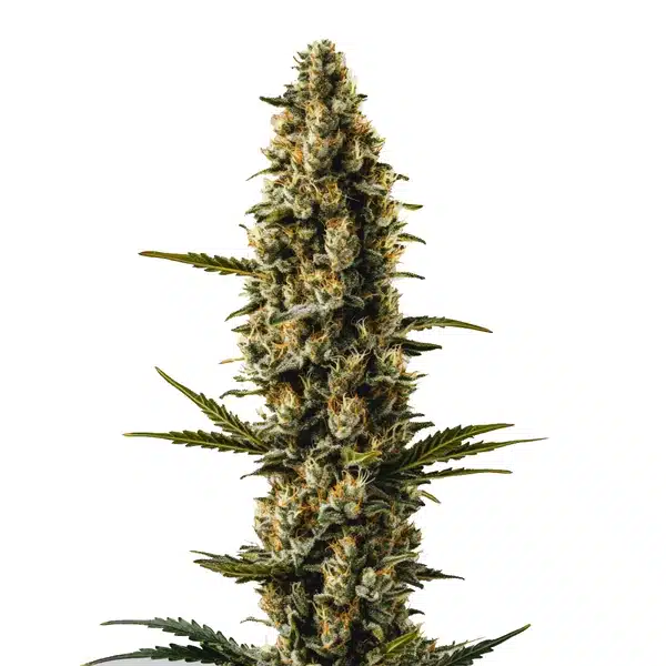 Sweety Auto von Blimburn Seeds