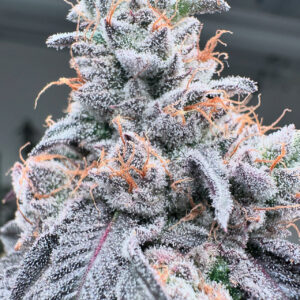 Swoosh von Grounded Genetics