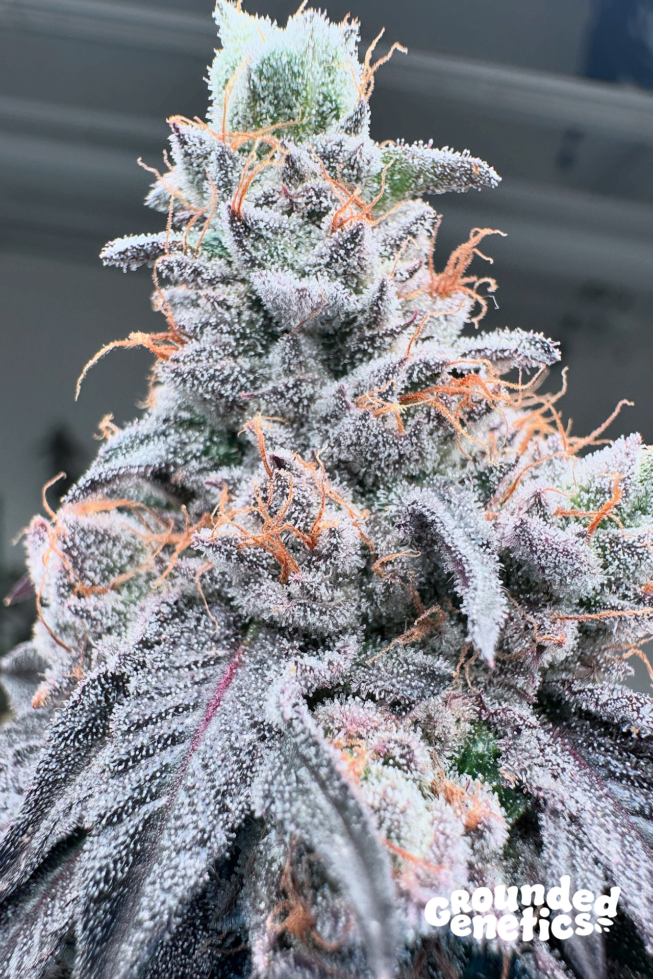 Swoosh von Grounded Genetics