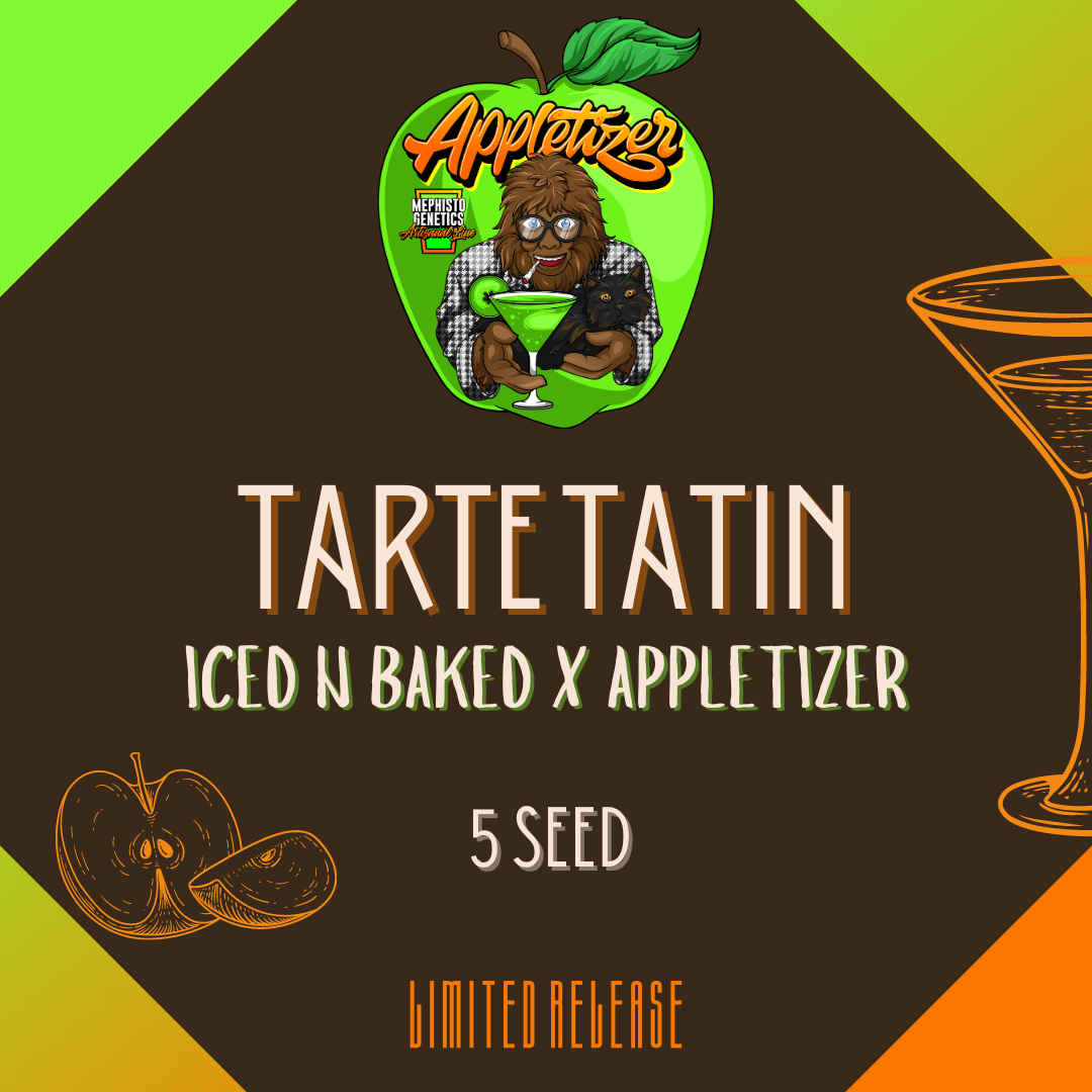 tarte tatin 5er – mephisto genetics (autoflower samen)