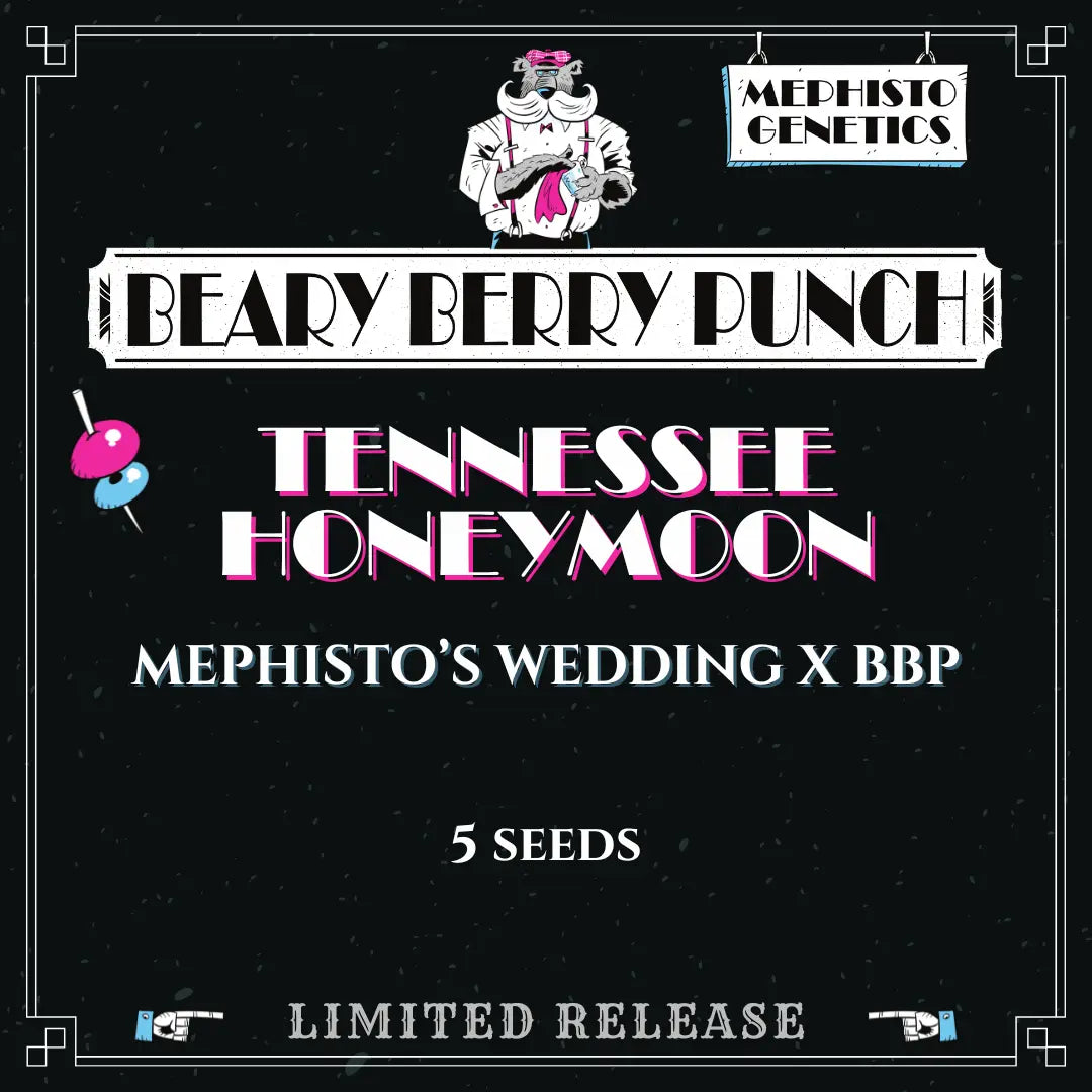 tennessee honeymoon 5+1er – mephisto genetics (autoflower samen)