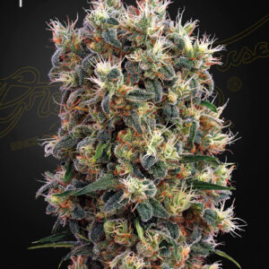 The Church von Green House Seed Co.