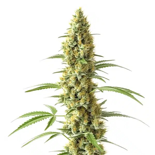 Tijuana von Blimburn Seeds
