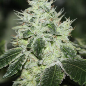 Tropical Sour von Grounded Genetics
