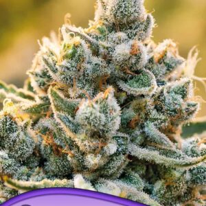 Vanilla Frosting von Anesia Seeds