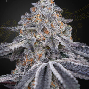 Velvet Moon von Green House Seed Co.