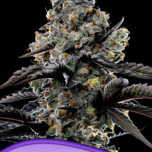 Violet Face von Anesia Seeds
