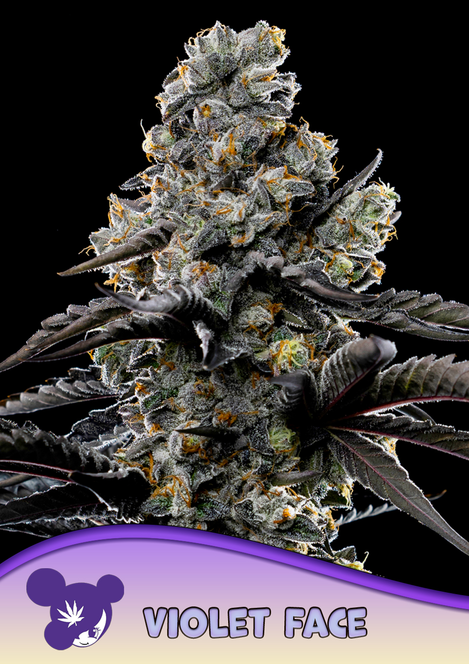 Violet Face von Anesia Seeds