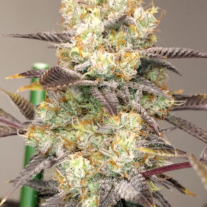 Vitamin Z von Grounded Genetics