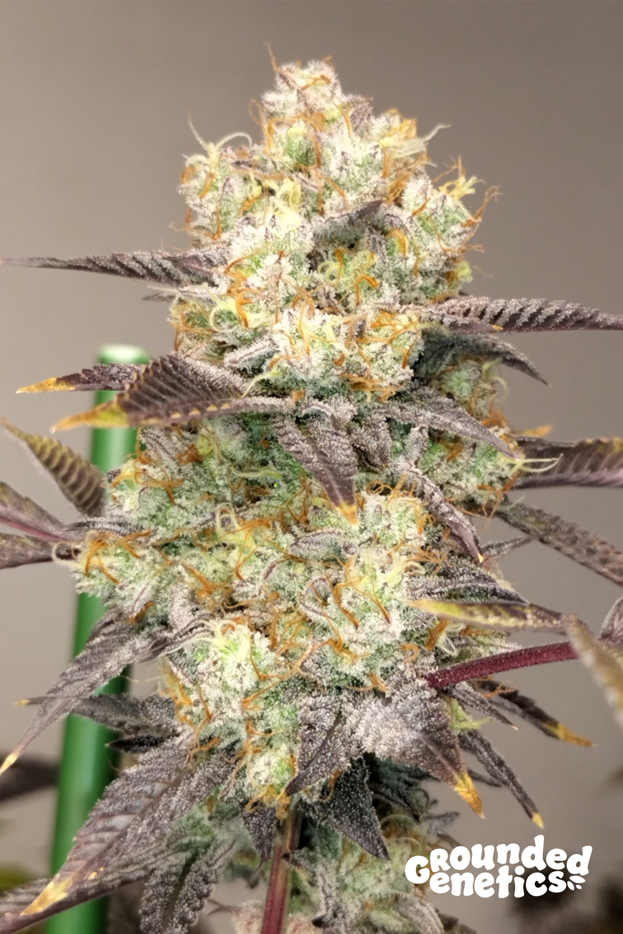 Vitamin Z von Grounded Genetics
