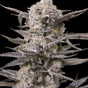 Watermelon OG von Advanced Seeds