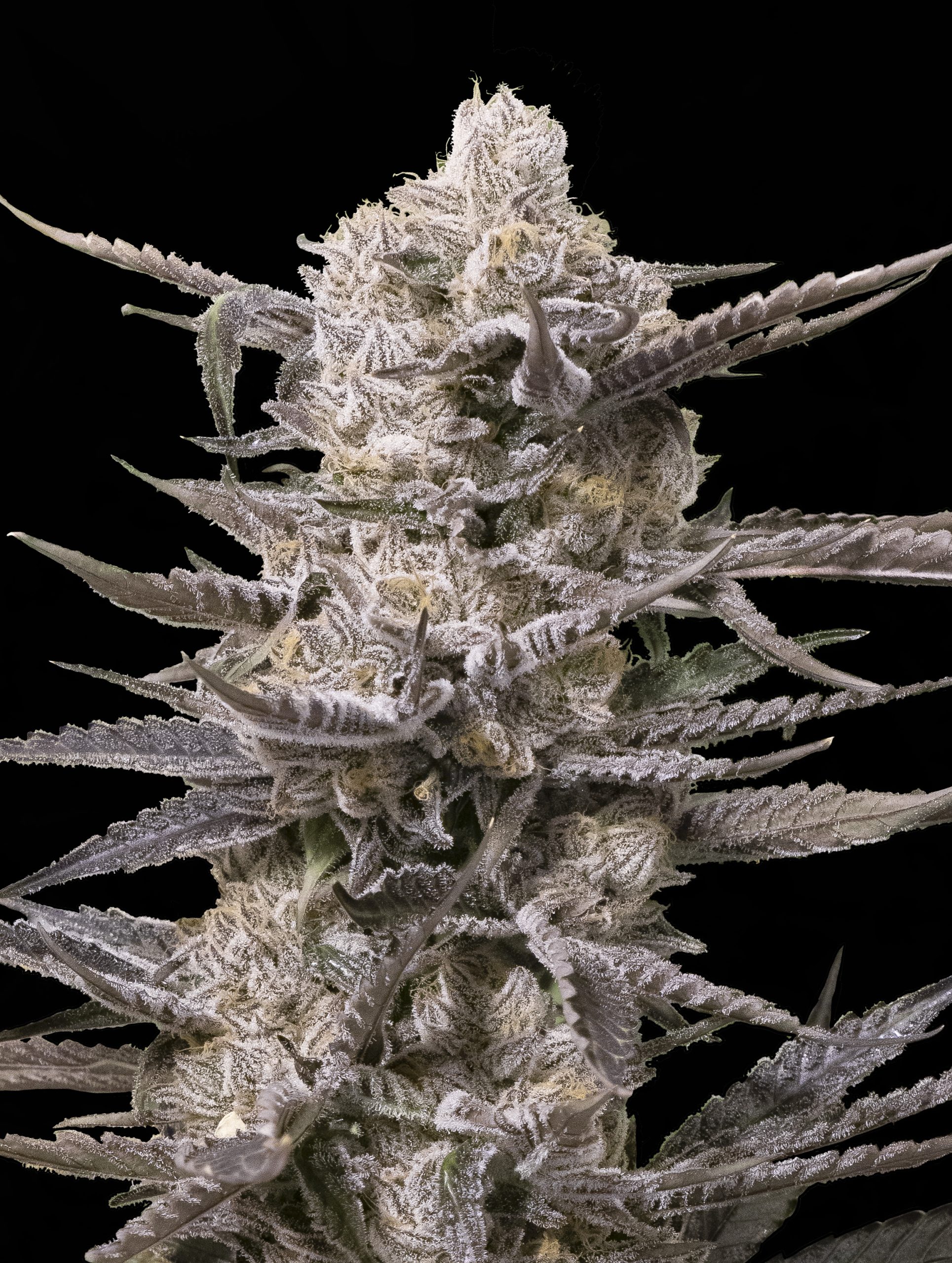 Watermelon OG Advanced Seeds