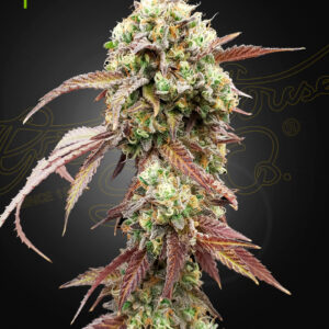 West Coast OG x Gelato Auto 41 von Green House Seed Co.