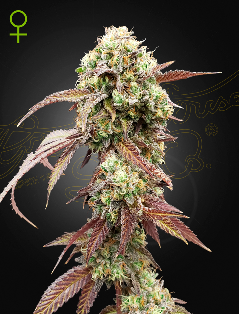 West Coast OG x Gelato Auto 41 von Green House Seed Co.