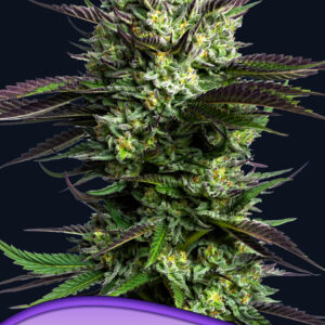 WHAM BOOM von Anesia Seeds
