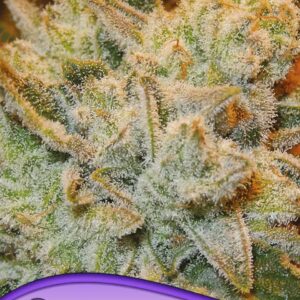 White runtz von Anesia Seeds