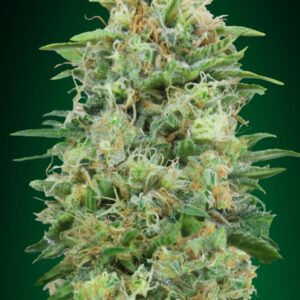 White Widow CBD von 00 Seeds