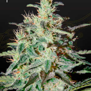 White Lemon von Green House Seed Co.