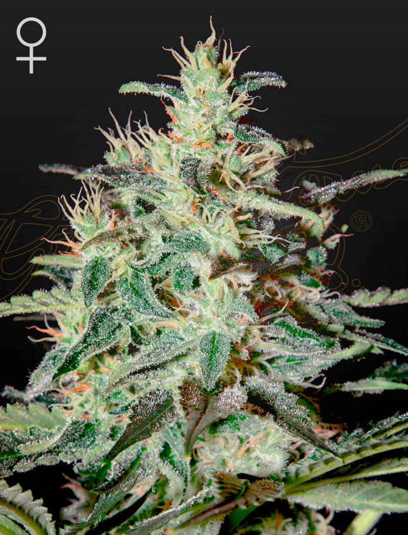 White Lemon von Green House Seed Co.