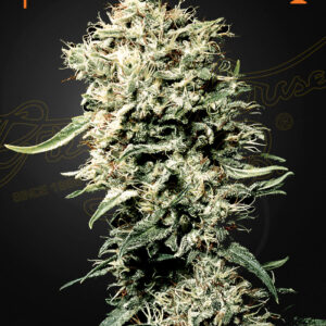 White Rhino von Green House Seed Co.