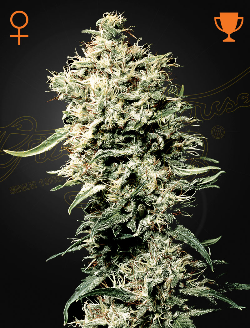 White Rhino von Green House Seed Co.