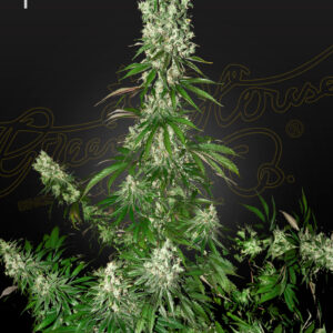 White Strawberry Skunk von Green House Seed Co.