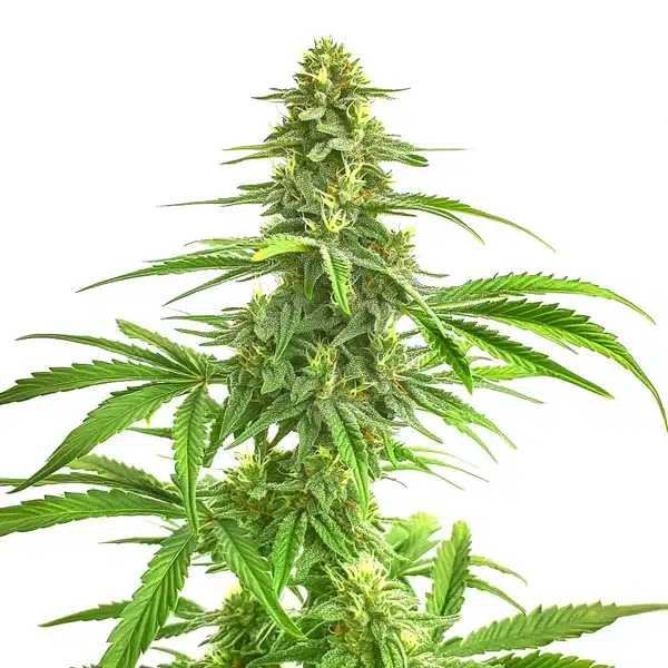 Wombat von Blimburn Seeds