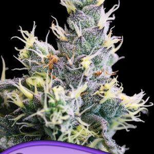 Auto Yuhbary von Anesia Seeds