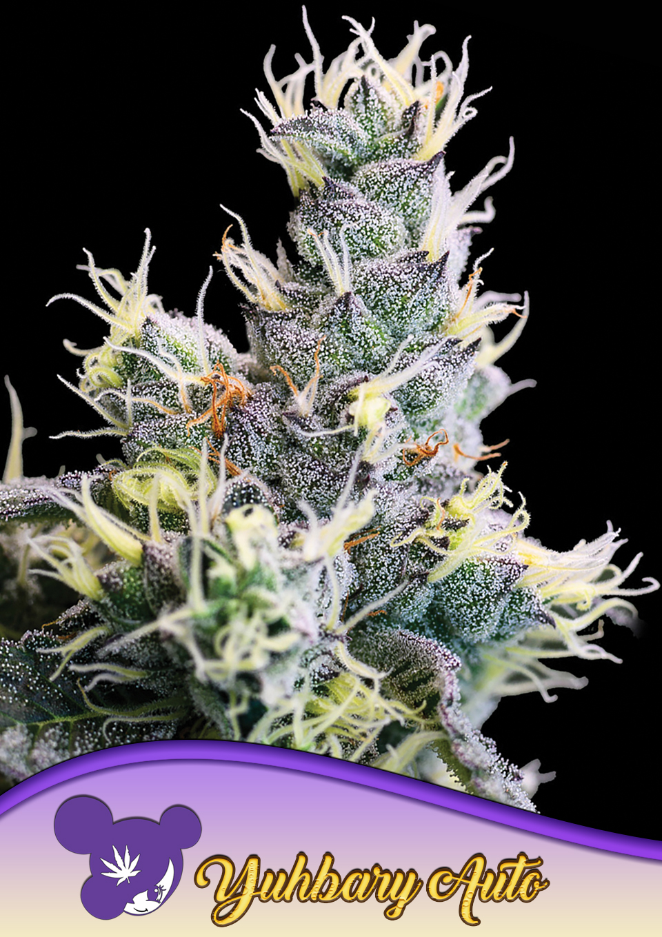 Auto Yuhbary von Anesia Seeds