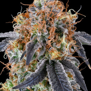 Zilk Road von Grounded Genetics
