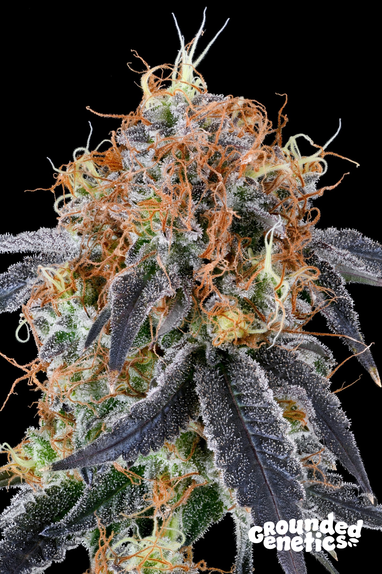 Zilk Road von Grounded Genetics