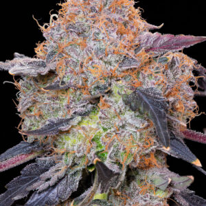 Zuminati von Grounded Genetics